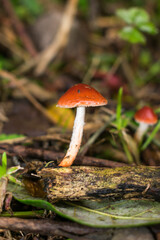 Leratiomyces ceres (Redlead roundhead), wild mushroom in Sao Francisco de Paula, South of Brazil