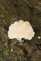 Trametes versicolor (Turkey tail) hymenophore with pores, wild mushroom in Sao Francisco de Paula,...