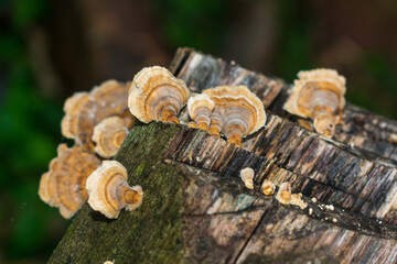 Trametes versicolor (Turkey tail), wild mushroom in Sao Francisco de Paula, Brazil