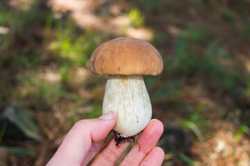Boletus edulis (Porcini, King Bolete), wild edible mushroom in Sao Francisco de Paula, Brazil