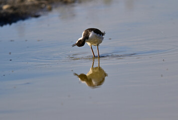 Black-necked Stilt aka Himantopus mexicanus