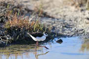Black-necked Stilt aka Himantopus mexicanus