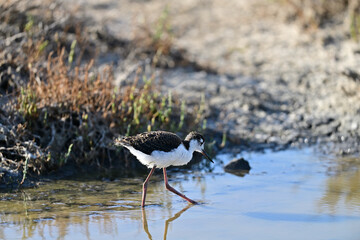 Black-necked Stilt aka Himantopus mexicanus