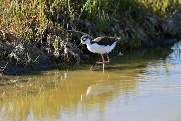 Black-necked Stilt aka Himantopus mexicanus