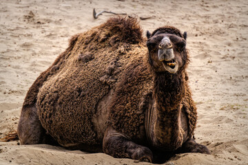 One-humped camel in the sandy desert