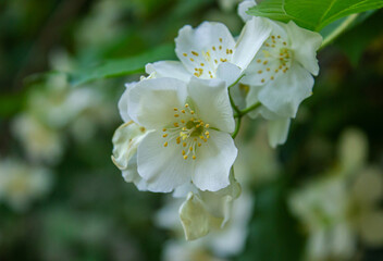 Closeup Blooming Jasmine shrub. Blossoming Jasmine flowers in spring garden. Beauty in nature. Closeup photo of jasmine flowers in garden with copy space.