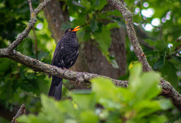 red winged blackbird