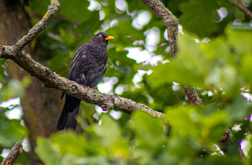 red winged blackbird