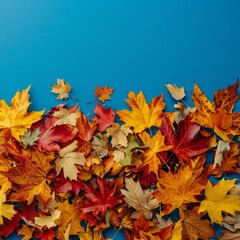 Fototapeta premium dry maple leaves on a blue background. place for the text