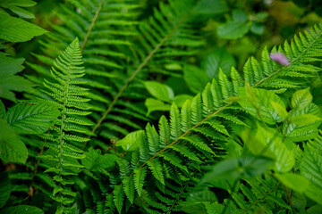 Lush Green Ferns in a Northwest Forest