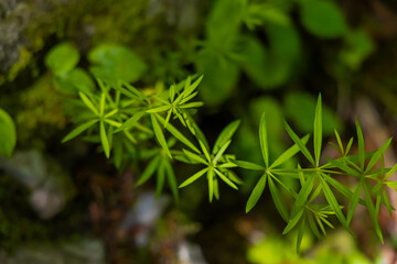 Close Up of Green Plant Leaves Galium verum in Forest