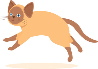 Playful siamese cat jumping and having fun