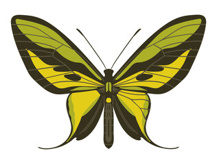 Large and bright tropical paradise birdwing butterfly. Ornithoptera paradisea, top view. 