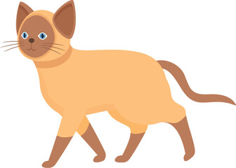 Graceful siamese cat walking with its sleek and elegant body