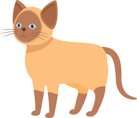 Adorable siamese cat standing with its tail slightly raised, displaying a curious and playful demeanor