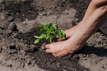 An elderly woman gardener plants a green tomato seedling with her hands in wet watered soil from the garden on a plantation. Close-up photography, agriculture, gardening concept.