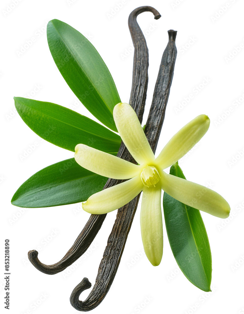 Poster fragrant vanilla flower with pods, isolated with a transparent background, perfect for design