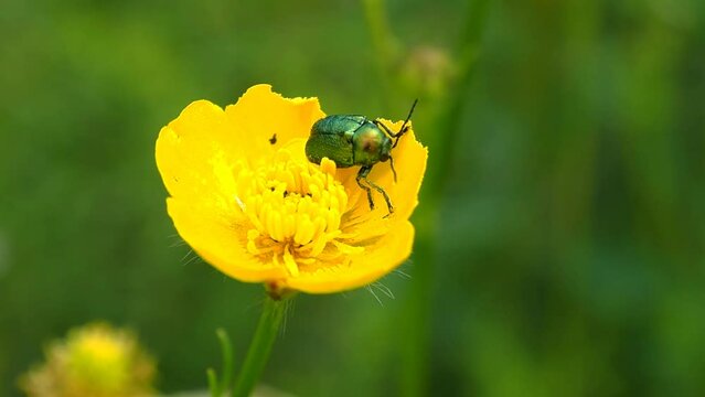The green beetle is a golden bronze (Latin Cetonia aurata) on a yellow flower. A beautiful insect in a flower meadow - macro photography.