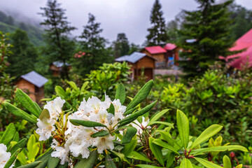 In Rize, T&uuml;rkiye, there is a mountainous settlement and rhododendron named Nolaşkari...