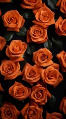 Naklejka premium A collection of burnt orange roses arranged on a dark background
