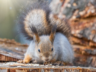 A squirrel sits on a stump and eats nuts in autumn.