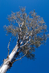 Bicentennial Lakes Park in Mareeba, Queensland, Australia. This serene park features lush greenery, tranquil lakes, walking paths, and diverse wildlife, offering a peaceful escape into nature