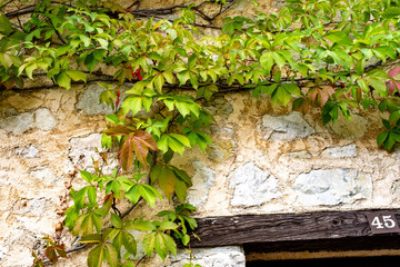 close up of vine on ancient house facade
