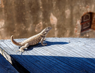 beautiful lizard in the garden. Close up