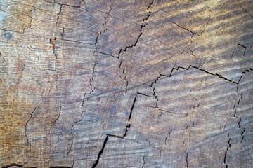 Kauri Pine stem, showcasing the intricate weathering timber detail. This natural texture highlights the unique patterns and resilience of the Kauri Pine, a significant tree species