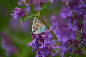 Species of Lepidoptera called also Hairstreak Butterfly
