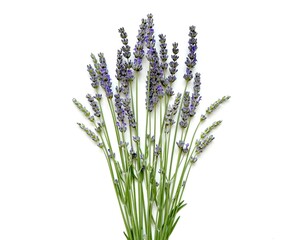 bunch of lavender, lavender isolated on white background 