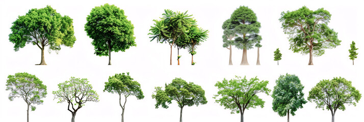 Collection of tree isolated on white background.