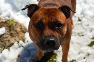 Obraz premium A dog on a winter hike. Holidays with pets.