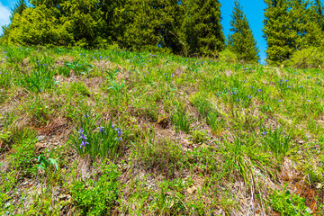Wild blue irises in the Trans-Ili Alatau mountains.
