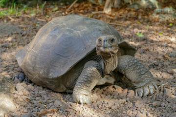 Galapagos giant tortoise, ecuador