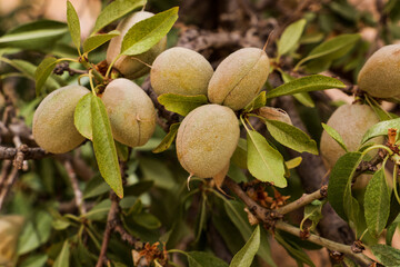 almond nuts on tree