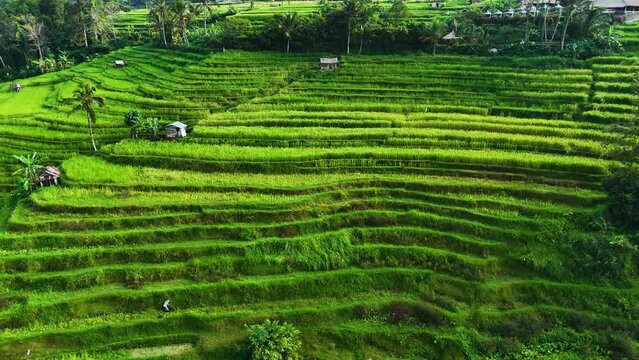 Landscape view of Jatiluwih Rice Terraces in Penebel District, Tabanan Regency, Bali, Indonesia. UNESCO's world's cultural heritage site