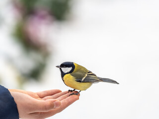 A tit sits on a man's hand and eats seeds.