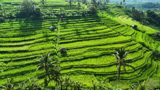 Landscape view of Jatiluwih Rice Terraces in Penebel District, Tabanan Regency, Bali, Indonesia. UNESCO's world's cultural heritage site