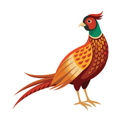 pheasant isolated on white background
