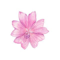 Obraz premium Watercolour painting pink flower illustration. Pink flower in watercolour hand drawn technique use as print, postcard, invitation, element design, label, stickers, illustration. Botanical illustration