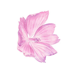 Naklejka premium Watercolour painting pink flower illustration. Pink flower in watercolour hand drawn technique use as print, postcard, invitation, element design, label, stickers, illustration. Botanical illustration