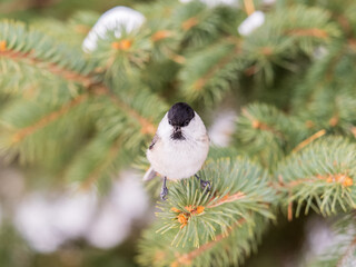 Cute bird the willow tit, song bird sitting on the fir branch