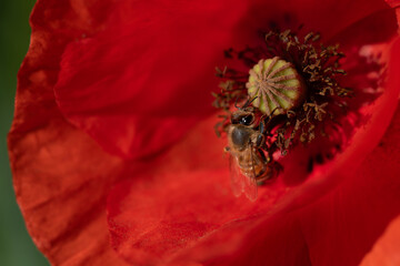 Close-up of a red blooming wild poppy flower. In the center, a honeybee searches for pollen on the...