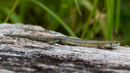 Common lizard basking fin the sun an an old log.