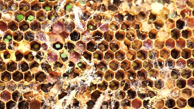 Wax moth larvae.
During growth, wax moth larvae feed on wax, as a result of which wax combs are destroyed. This leads to the death of the bee colony.
