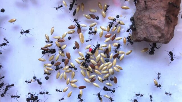 Hormigas recolectando comida para alimentarse