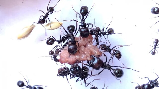 Hormigas recolectando comida para alimentarse