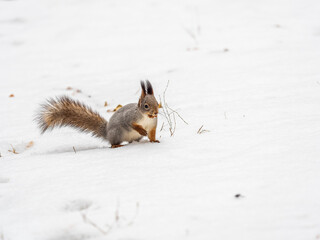 Portrait of a squirrel in winter on white snow background