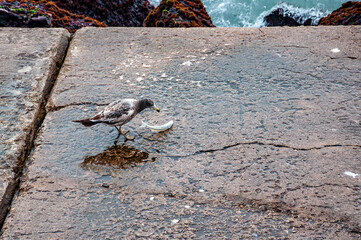 A seagull, Larus Atlanticus, eating a fish on a breakwater